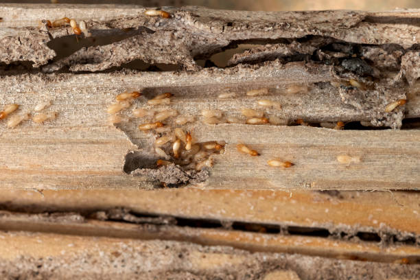  Russell, GA Pest Control Pros